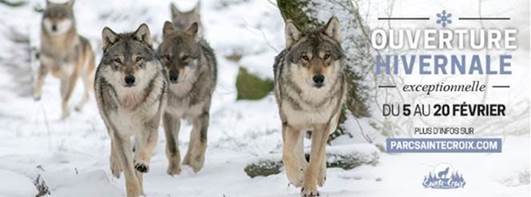 Le Parc Animalier de Sainte-Croix ouvre exceptionnellement ses portes du 5 au 20 février 2022 